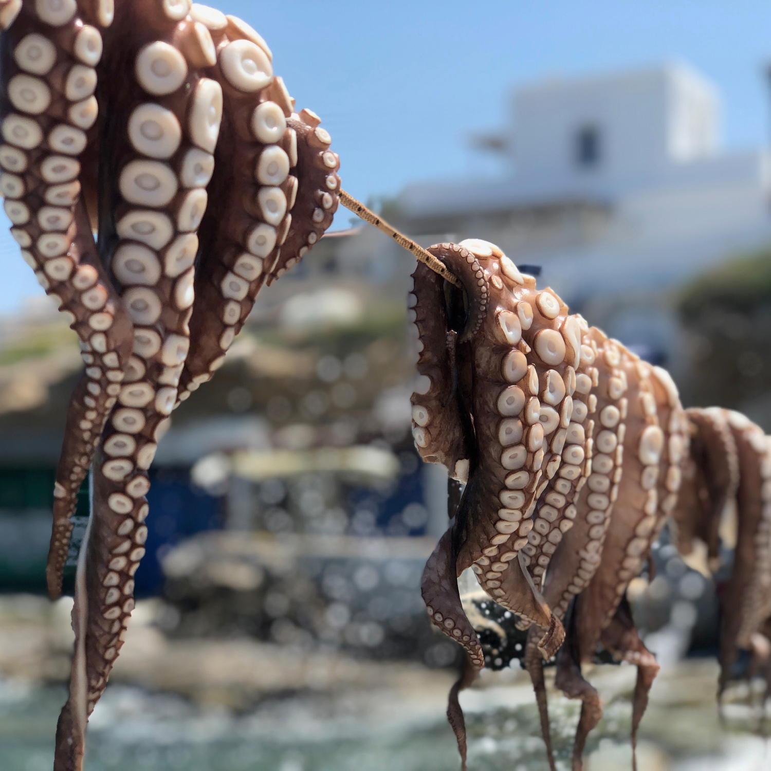 Grecotel Mykonos Lolita day pass